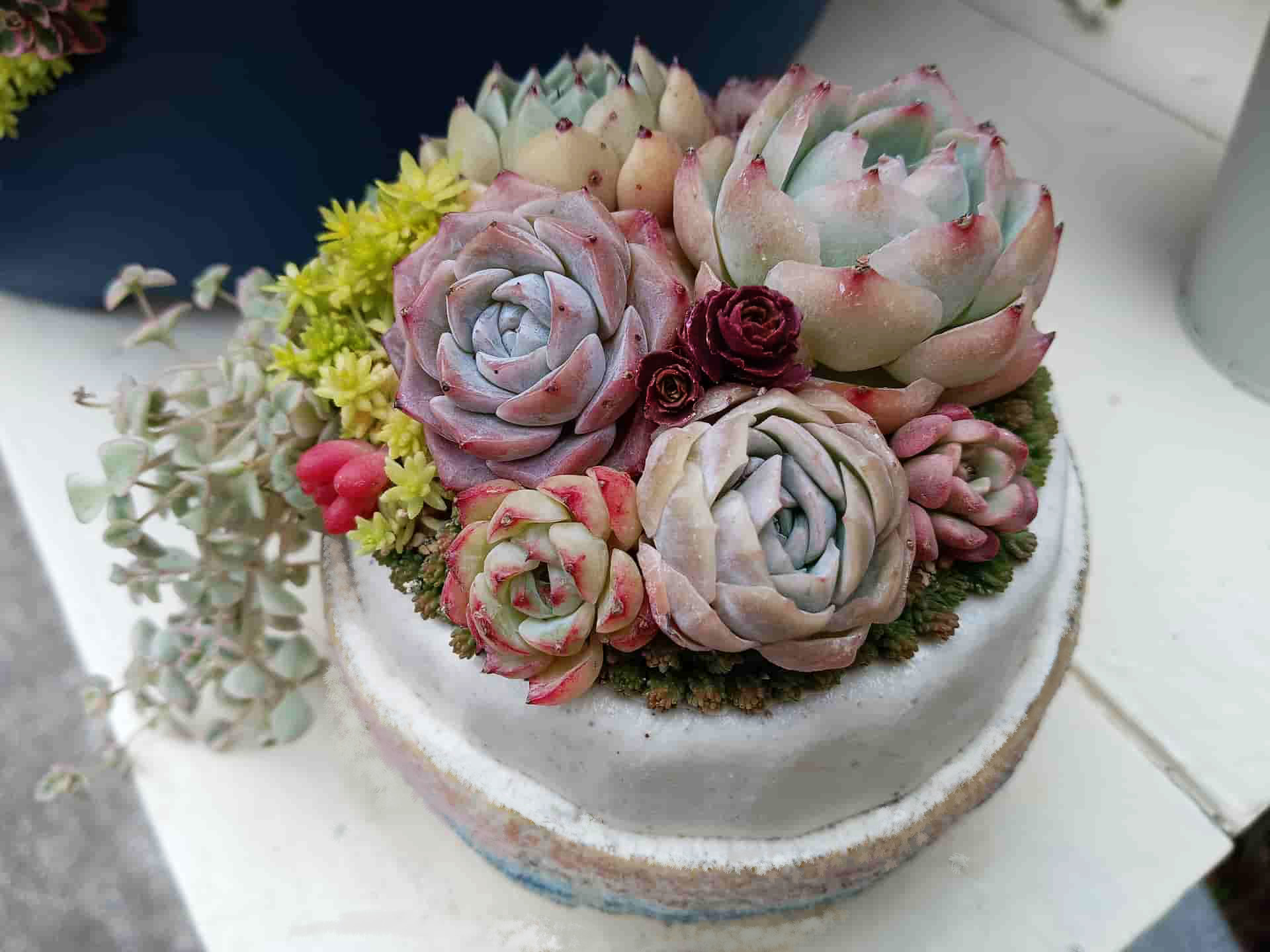 多肉植物の画像1