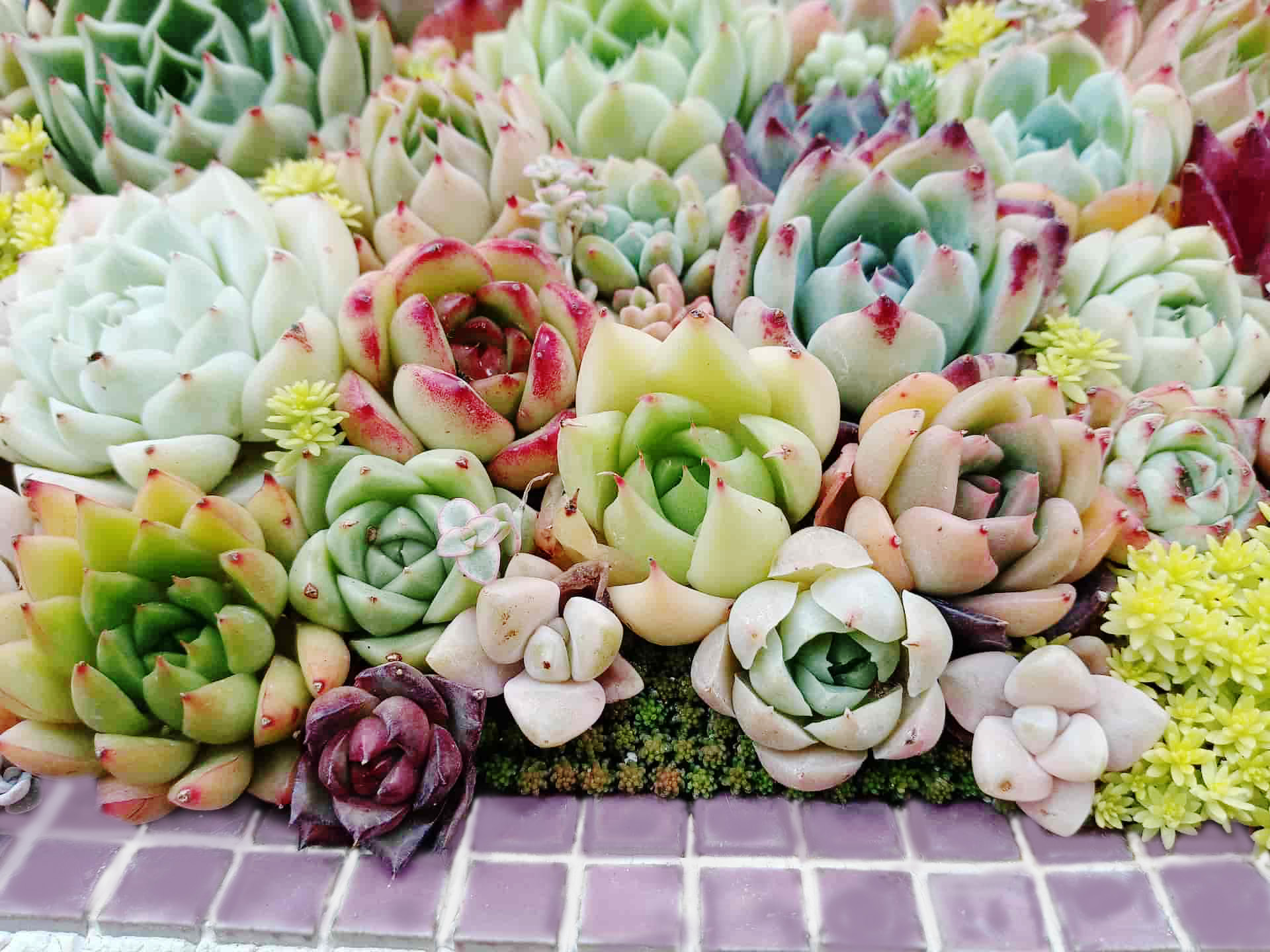 多肉植物の画像2