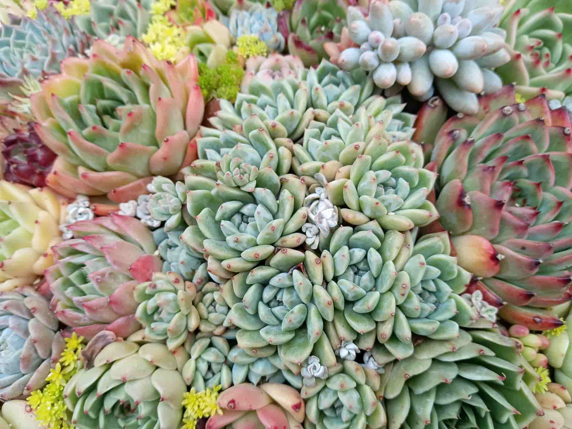 多肉植物の画像3