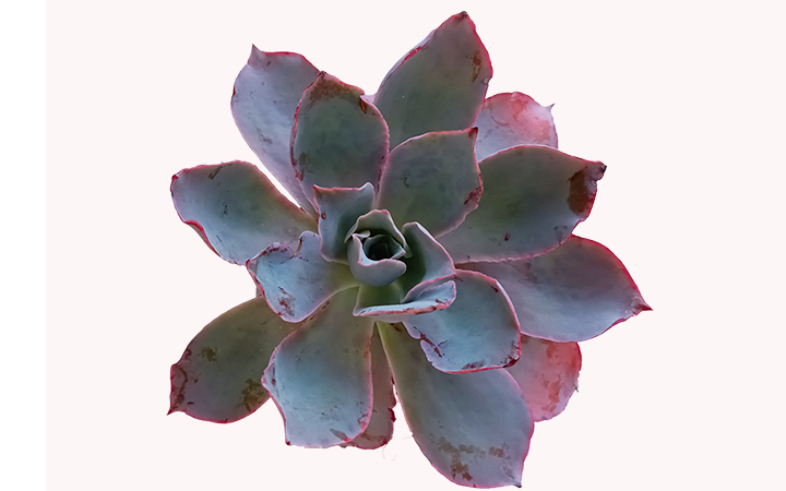 多肉植物の画像